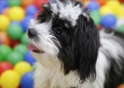 Piscina de bolinhas e picolé para cachorro estão entre as atrações do encontro de pets