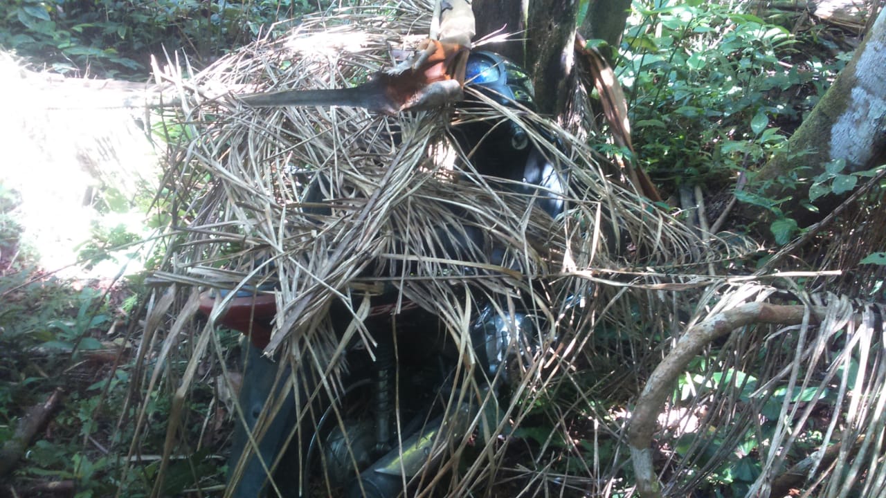 Camufladas com galhos e folhas, motos roubadas são encontradas em trilha no Amazonas