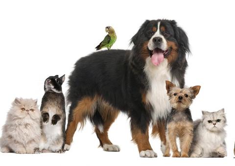 Microchipagem de animais é opção na hora de procurar seu pet perdido