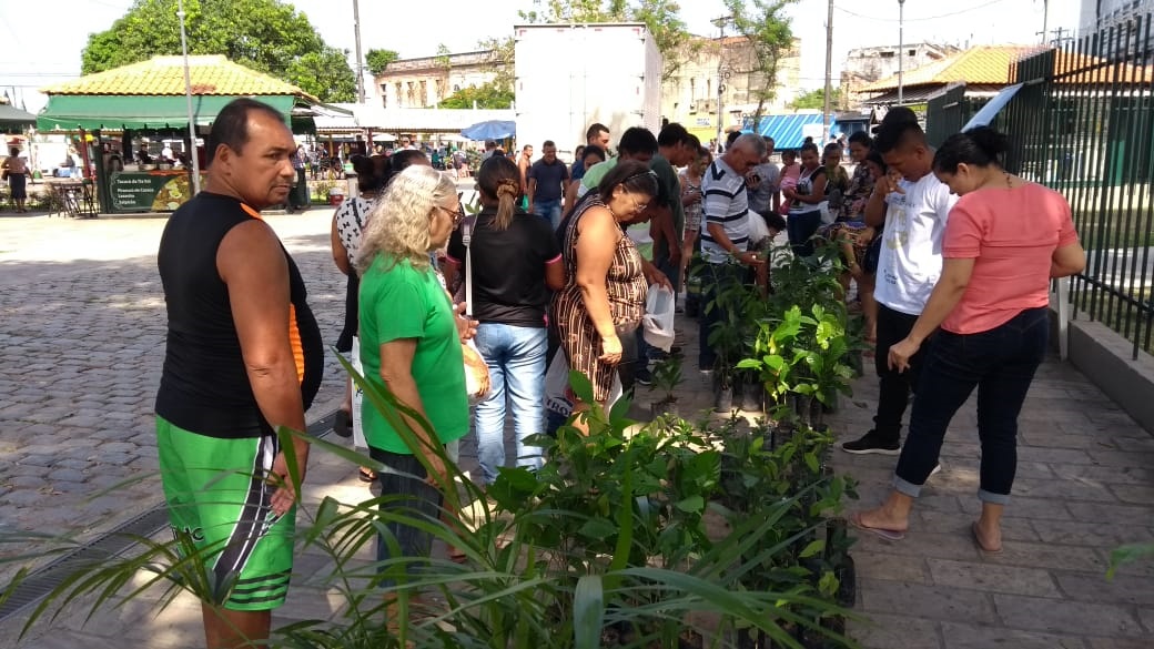 600 mudas frutíferas, ornamentais e medicinais serão distribuídas nesta quarta-feira