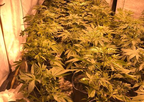 5 pessoas são presas ao serem flagradas com plantação de maconha em Manaus