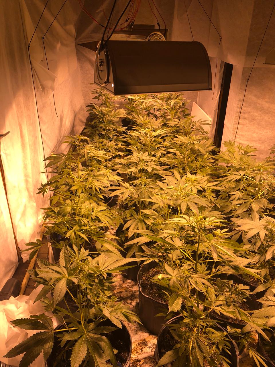 5 pessoas são presas ao serem flagradas com plantação de maconha em Manaus