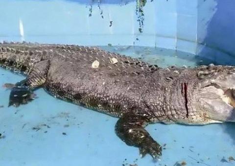Visitantes de Zoo atacam crocodilo gigante com pedras para saber se ele 'era real'