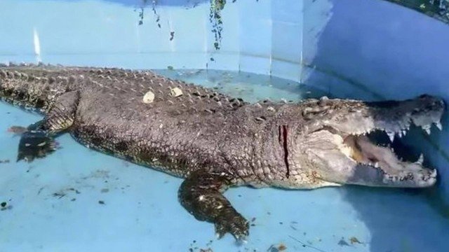 Visitantes de Zoo atacam crocodilo gigante com pedras para saber se ele 'era real'