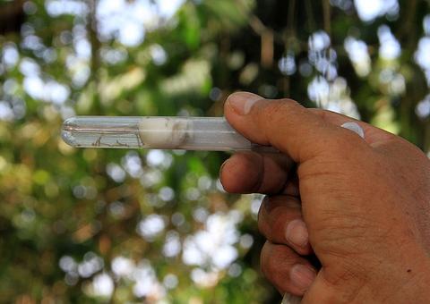 11 bairros deixam zona de alto risco para infestação do Aedes aegypti em Manaus