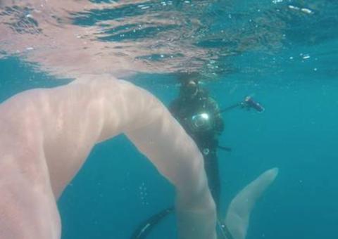 Mergulhadores têm encontro inusitado com criatura bizarra durante exploração