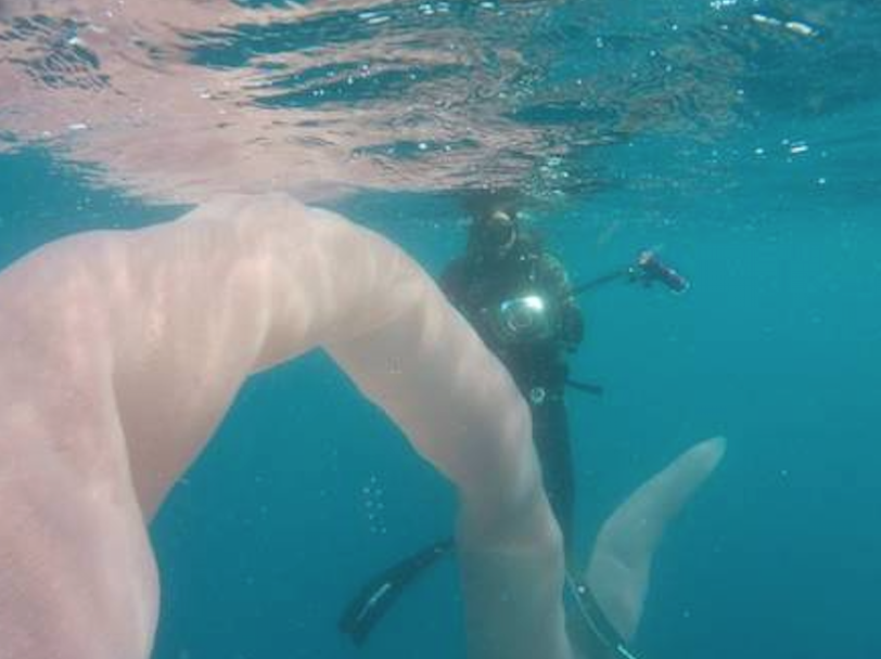 Mergulhadores têm encontro inusitado com criatura bizarra durante exploração