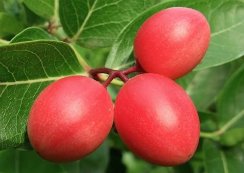 Fruta rica em Vitamina C combate o envelhecimento precoce