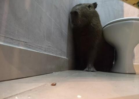 Funcionária se apavora ao encontrar capivara no banheiro: ‘Achei que fosse um lobisomem’