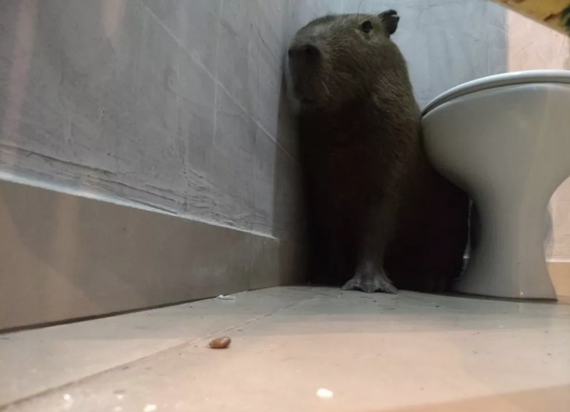 Funcionária se apavora ao encontrar capivara no banheiro: ‘Achei que fosse um lobisomem’