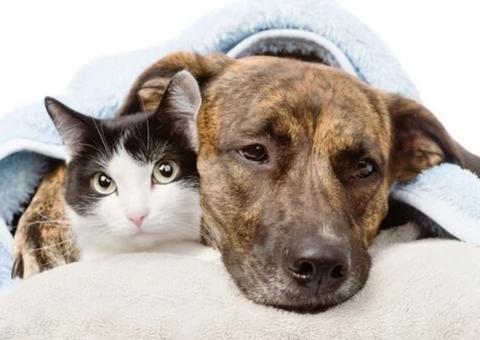 Hospital Veterinário realiza triagem para identificação de câncer de próstata em pets 