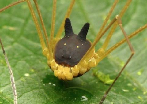 Cientista encontra aranha com 'cara de cachorro' e fotos viralizam na internet