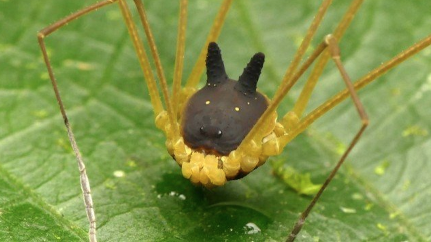 Cientista encontra aranha com 'cara de cachorro' e fotos viralizam na internet