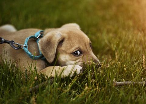 Cachorro é acusado de crime de ódio por fazer cocô na porta de desconhecido