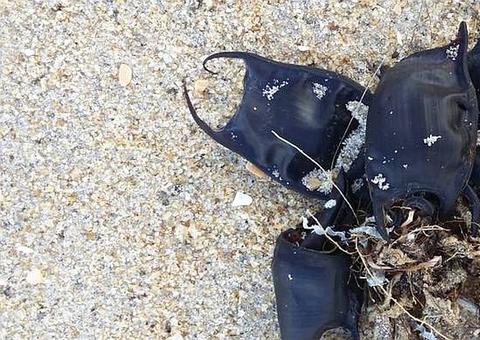 Supostas 'bolsas pretas' vindas do mar foram encontradas por moradores