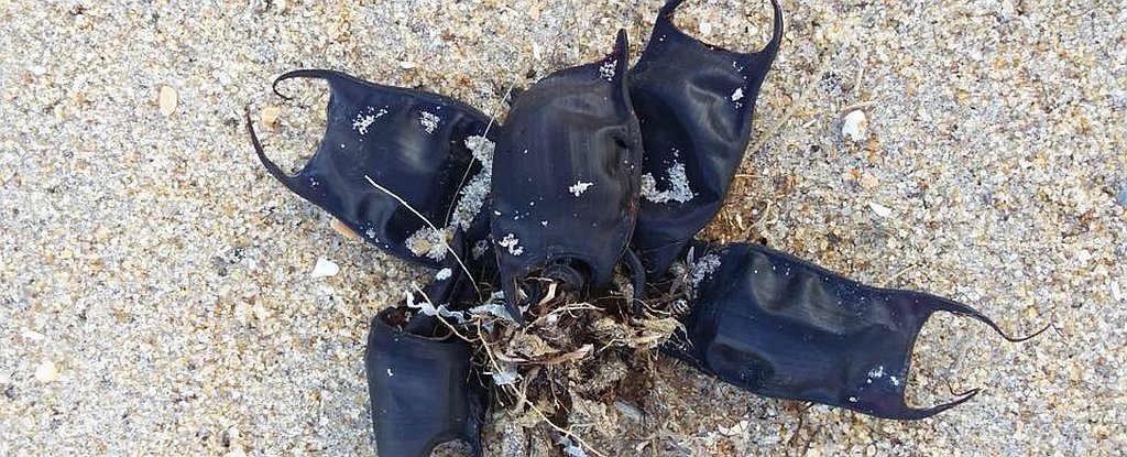 Supostas 'bolsas pretas' vindas do mar foram encontradas por moradores