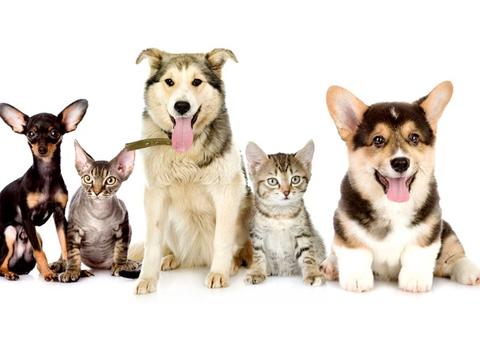 Hospital Veterinário realiza triagem para identificação de câncer de próstata em pets 