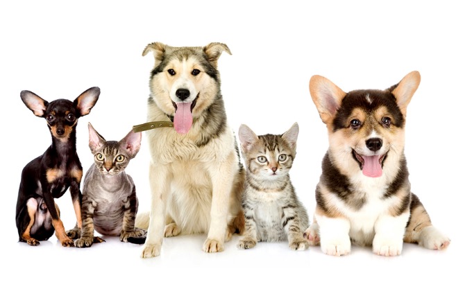 Hospital Veterinário realiza triagem para identificação de câncer de próstata em pets 