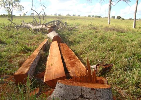 No Amazonas, irmão morre e outro fica ferido ao tentarem impedir extração de madeira ilegal