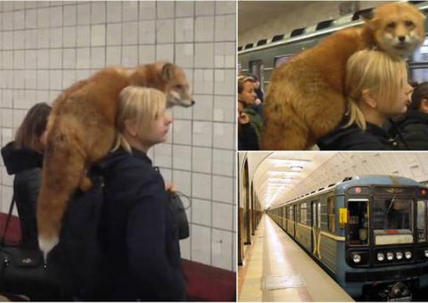 Mulher pega transporte público lotado com raposa no ombro