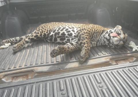 Onça-pintada é encontrada morta com tiro de espingarda no Amazonas 