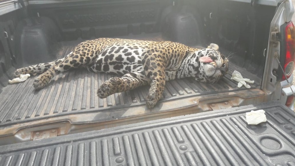 Onça-pintada é encontrada morta com tiro de espingarda no Amazonas 