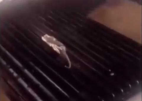 Funcionários cozinham rato em restaurante e acabam despedidos