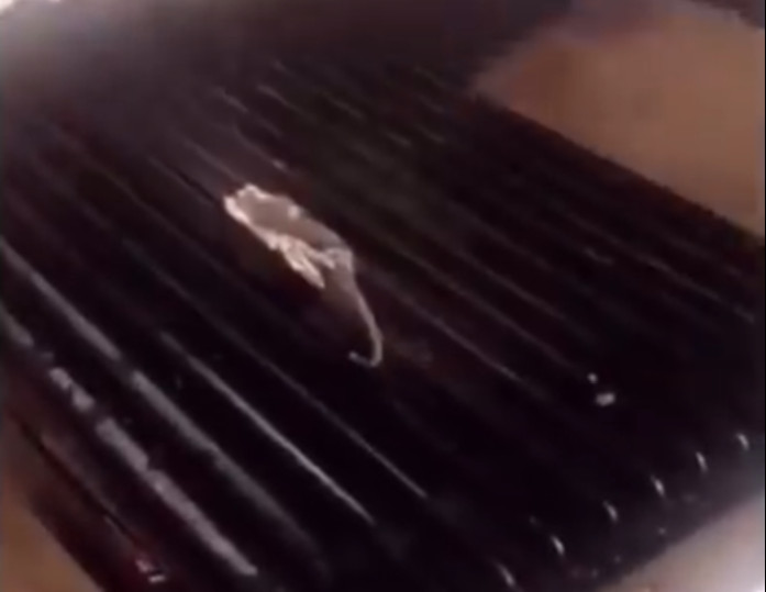 Funcionários cozinham rato em restaurante e acabam despedidos