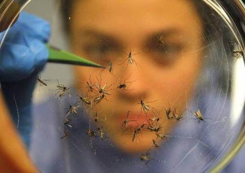 Mesmo sem sintomas, dengue, zika e chicungunha podem causar doenças neurológicas