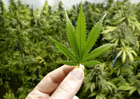 ‘O Brasil vai ser grande exportador de cannabis’, diz consultor de empresa internacional