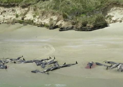 Cento e quarenta e cinco baleias encalhadas em praia da Nova Zelândia