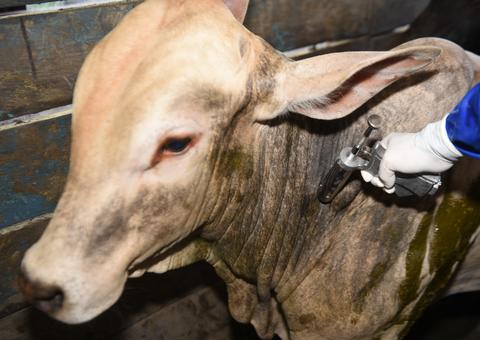 Após 60 anos, Amazonas está livre da febre aftosa