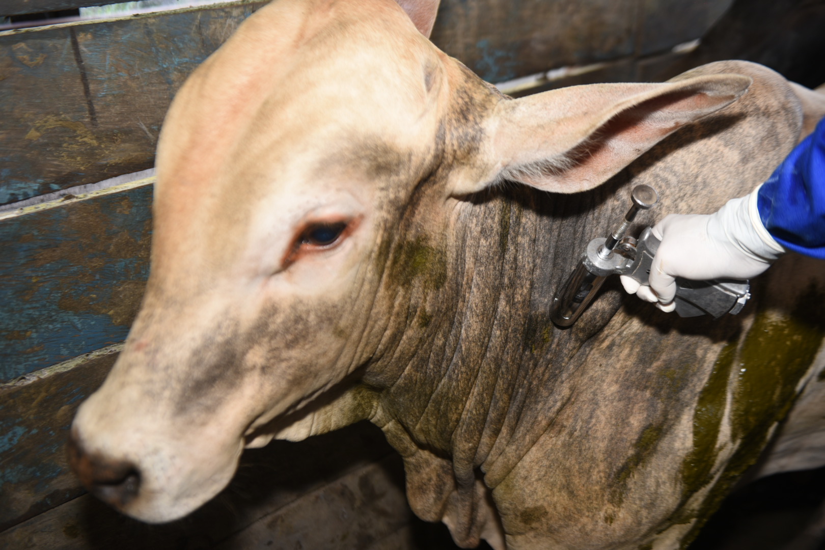 Após 60 anos, Amazonas está livre da febre aftosa