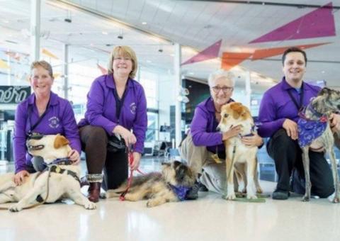 Conheça os cães que 'trabalham' para desestressar passageiros em aeroporto