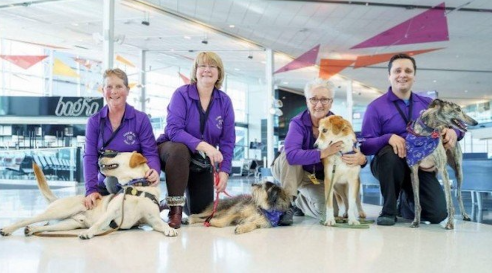 Conheça os cães que 'trabalham' para desestressar passageiros em aeroporto