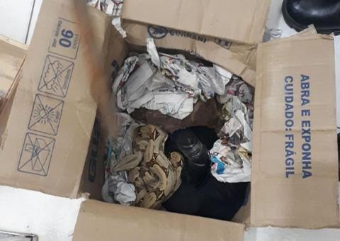 Cobras são apreendidas em caixas enviadas pelos correios 