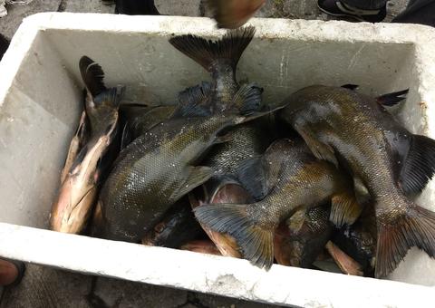 Polícia apreende 700kg de peixe e doa para instituições em Manaus