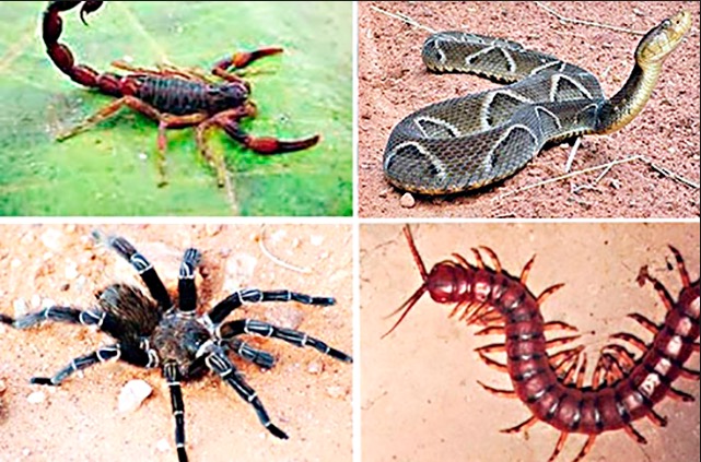 Fundação Tropical realiza simpósio sobre pesquisas em animais peçonhentos 