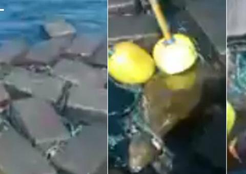 Tartaruga é encontrada nadando com milhões em cocaína