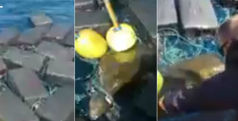 Tartaruga é encontrada nadando com milhões em cocaína