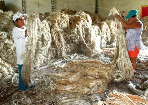 Governo paga dívida de R$ 1,3 milhão a juticultores e seringueiros do Amazonas 