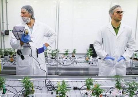 Comissão do Senado aprova descriminalização da maconha para uso medicinal