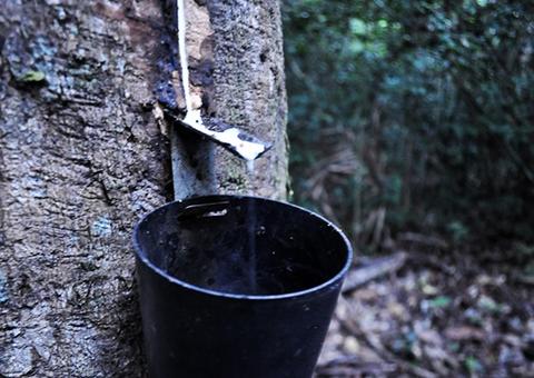 Seringueiro recrutado para trabalhar na Amazônia durante a 2ª Guerra Mundial vai receber pensão vitalícia