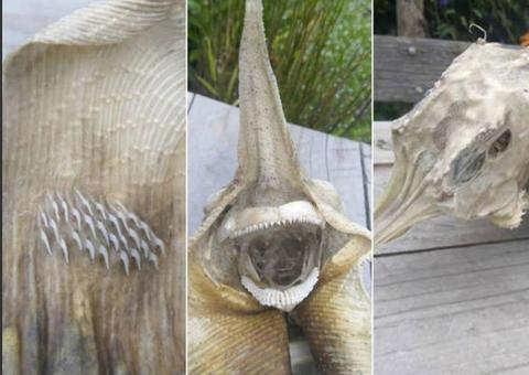 Esqueleto achado em praia desafia especialistas e intriga internautas