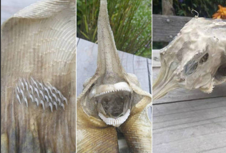 Esqueleto achado em praia desafia especialistas e intriga internautas