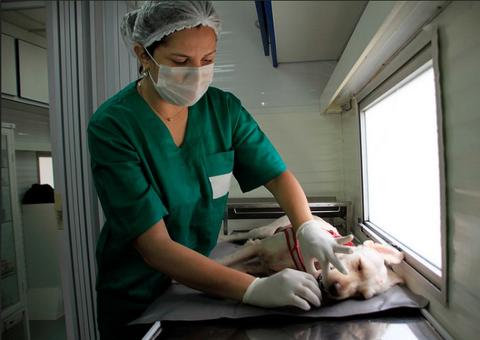 Castração de cães e gatos é retomada em zona de Manaus