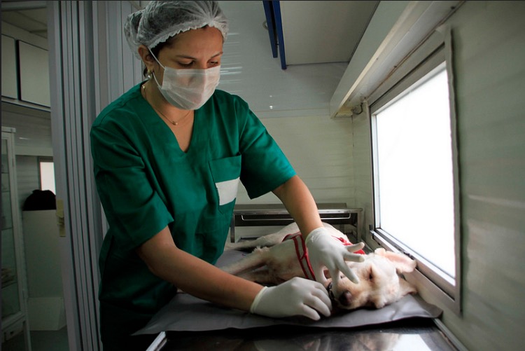 Castração de cães e gatos é retomada em zona de Manaus