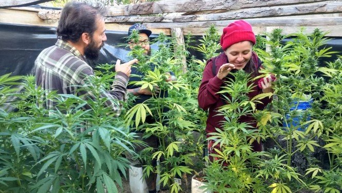 Brasileiros mudam de vida e de país para investir em maconha legalizada