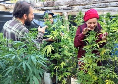 Brasileiros mudam de vida e de país para investir em maconha legalizada