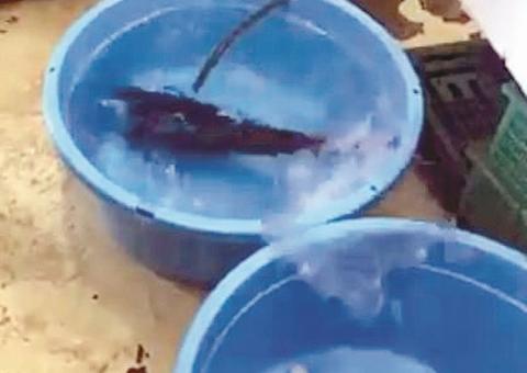 Peixe congelado volta à vida após ser ser colocado em água quente